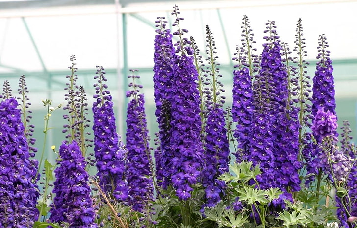 purple delphinium flowers, bright, green, lavender, nature, plant