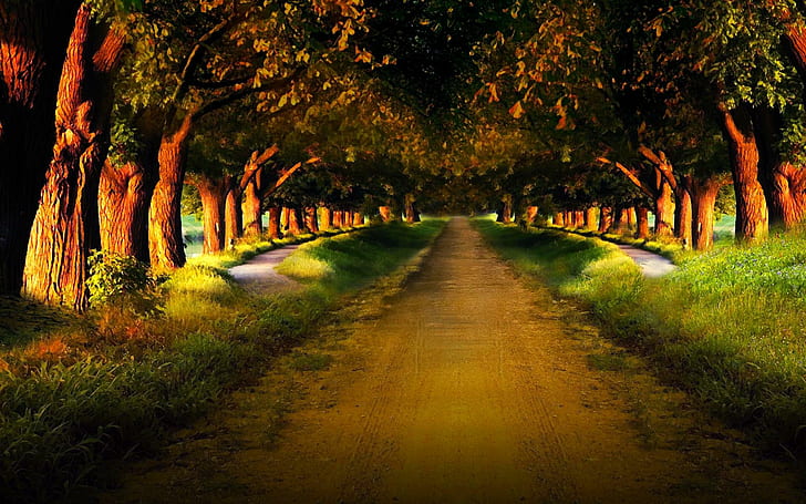 Evening Walk,anyone??, trees, forest, path, sunlight, sand, road, HD wallpaper