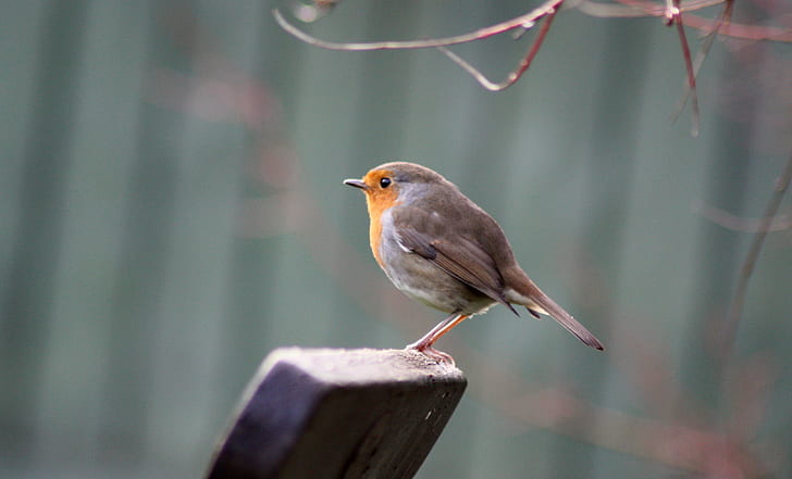 gray and yellow short-beak bird on top of brown surface, robin, robin