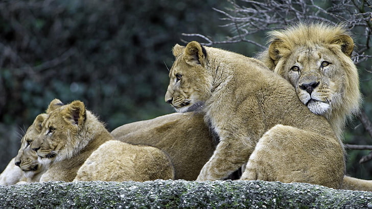 HD wallpaper: lion family, lion king, wildlife, mammal, terrestrial animal  | Wallpaper Flare