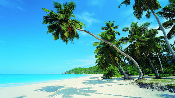 nature, true laurel, palm, beach, tree, sea, tropical, travel, HD wallpaper