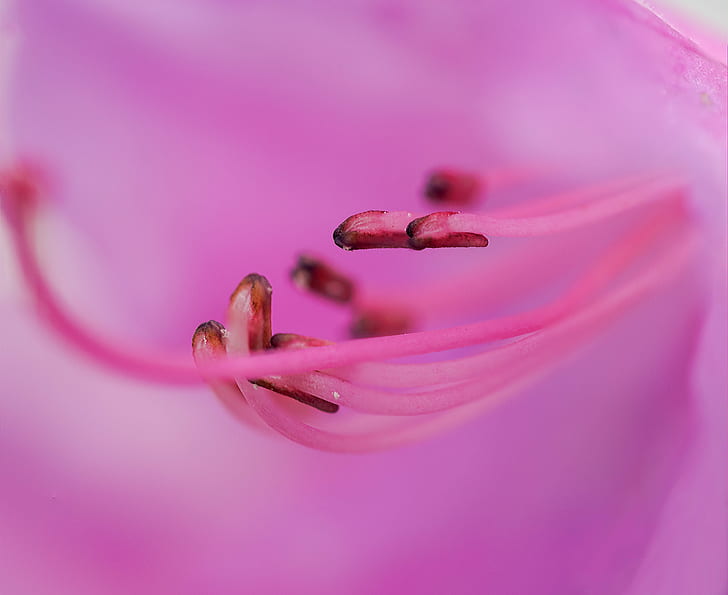 macro shot photography of pink hibiscus, die, kleiner, Frühling