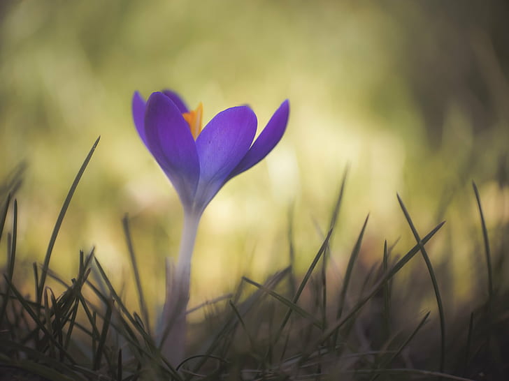 selective focus photo of purple flower surrounded by grass, Little, HD wallpaper