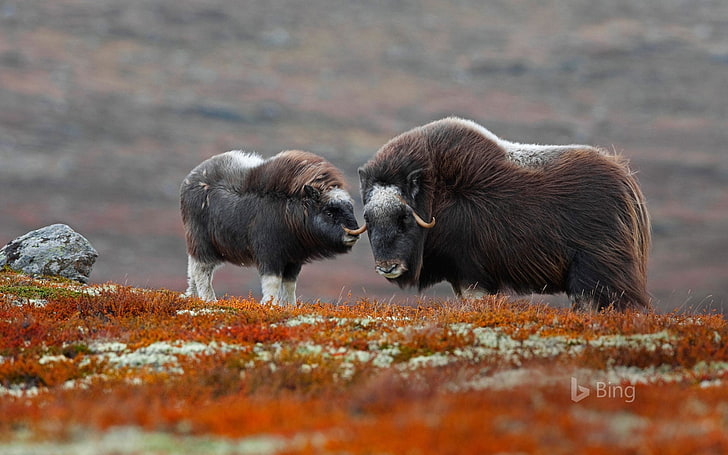 Norway A musk ox in National Park-2017 Bing Deskto.., animal themes, HD wallpaper