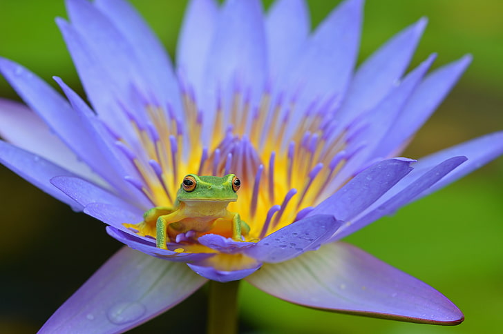 yellow and green frog, lotus, amphibian, nature, animal, wildlife