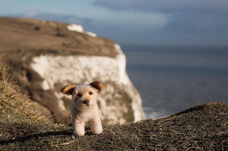 white and black short coated dog, nature, landscape, sea, cliff, HD wallpaper