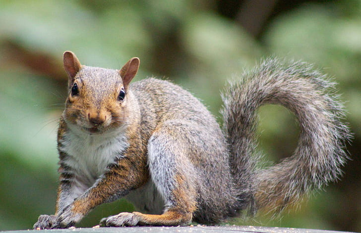 shallow focus photography of brown squirrel, squirrel, nature