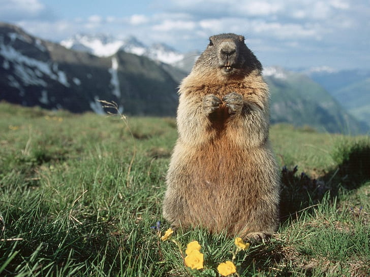 alpine Austria Alpine Marmot, Austria Animals Other HD Art, grass, HD wallpaper