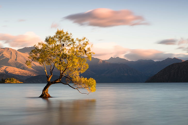 green leaf tree reflected on calm body of water under clear sky with clouds during daytime, wanaka, wanaka