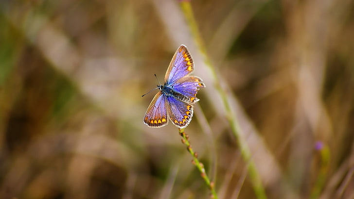 purple and yellow butterfly, insect, animals, colorful, wildlife, HD wallpaper