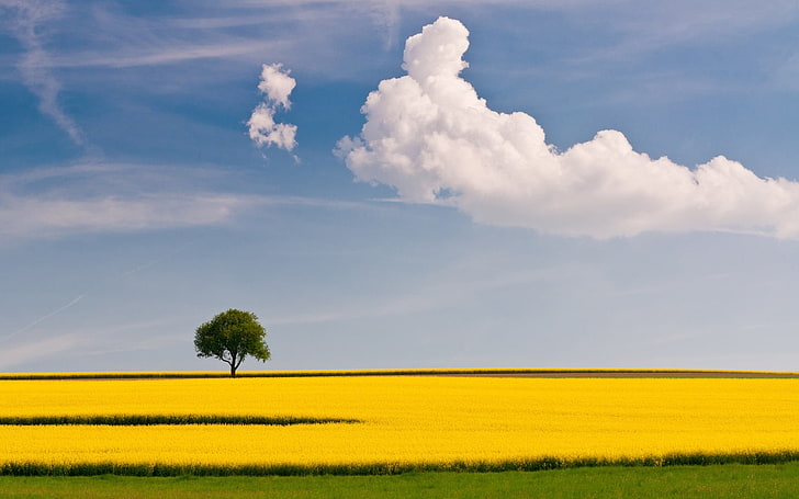 yellow flower field with tree under cloud sky, landscape, trees