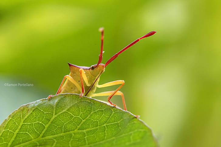 red and yellow bug on leaf macro photography, fotografía, de campo, HD wallpaper