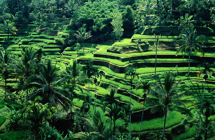 Bali, Indonesia, green rice field, Asia, Travel, Nature, Landscape, HD wallpaper