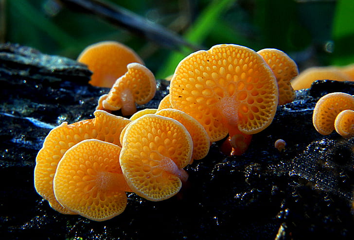 orange mushrooms on wood, fungus, favolaschia, orange, fungus, favolaschia