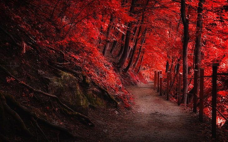 red leafed trees, red leaf trees during daytime, landscape, nature