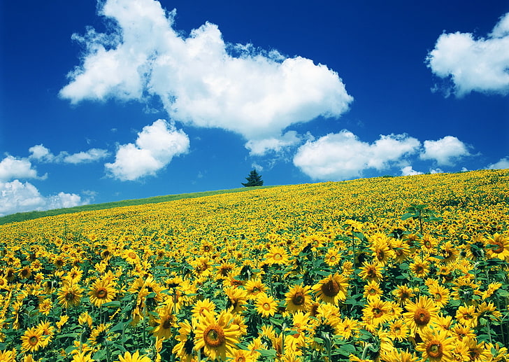 Hd Wallpaper Sunflower Field Sunflowers Almost Van Gogh Nature