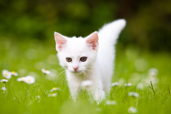 tilt shift lens photography of white cat, Canon 40D, cats, kitty, HD wallpaper