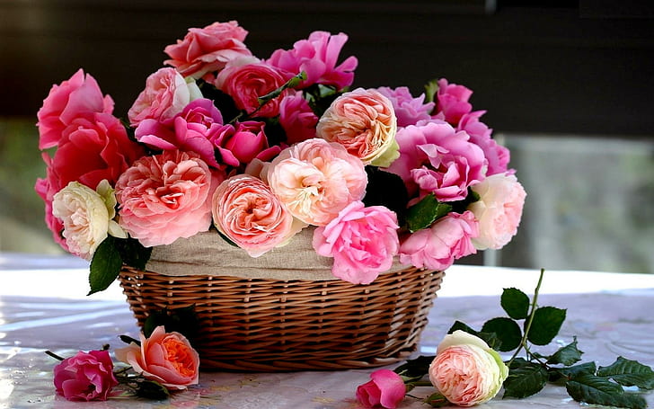 Royal Roses, stillife, arrangement, basket, nature and landscapes, HD wallpaper
