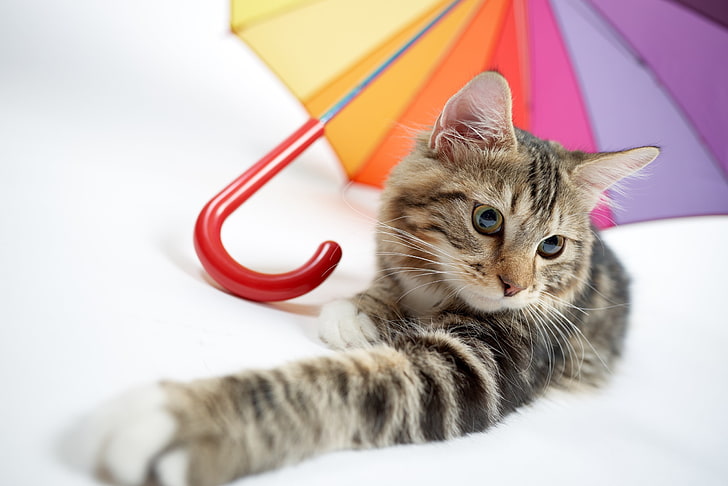 white, colorful, umbrella, cat, animals, domestic cat, pets, HD wallpaper