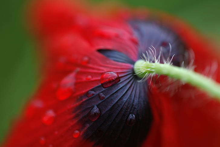closeup photo of red Poppy flower with water drops, here today, HD wallpaper