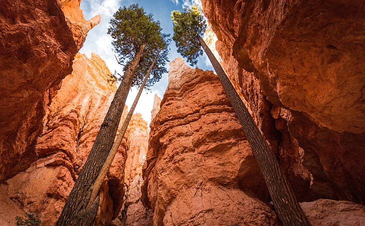 Bryce Canyon, Utah, United States, View, Travel, Nature, Trees, HD wallpaper