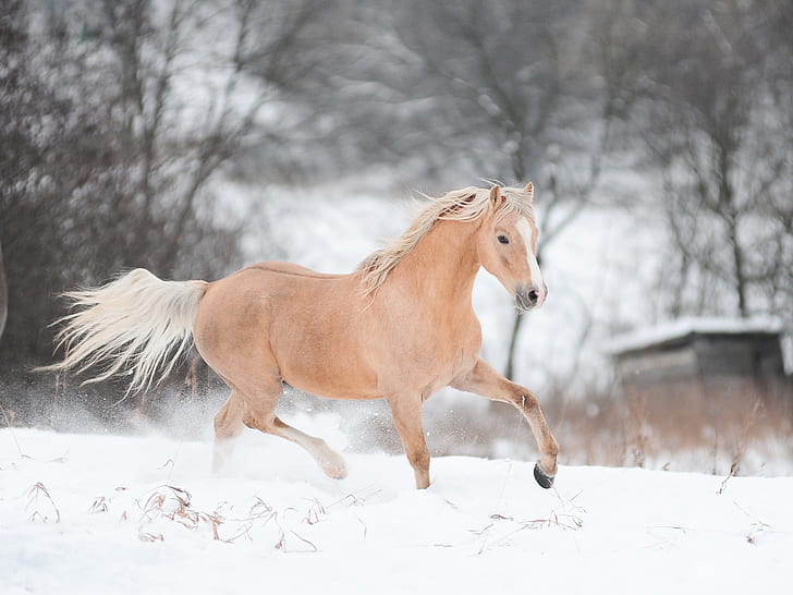 Horse running in winter, HD wallpaper