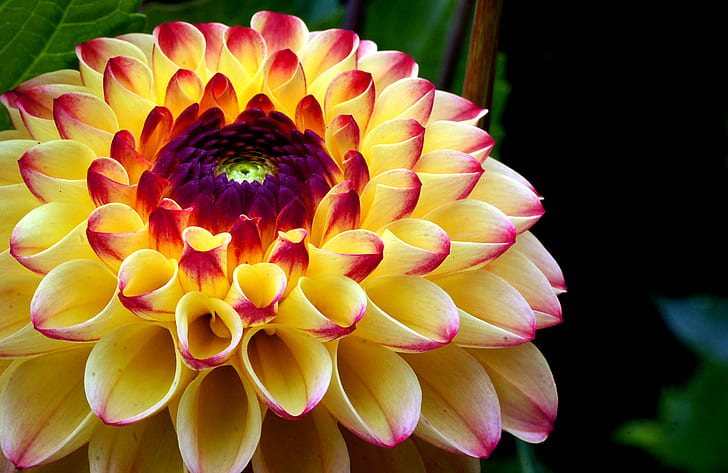 yellow and pink Dahlia flower in bloom close-up photo, Oreti, HD wallpaper