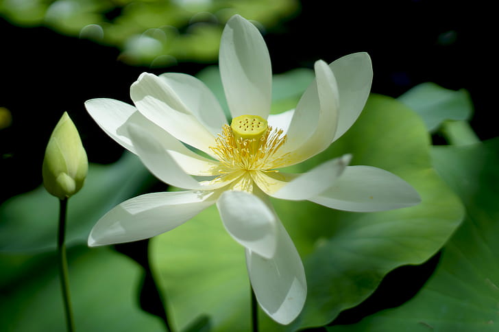 white petaled flower, lotus blossom, lotus blossom, flower  flower