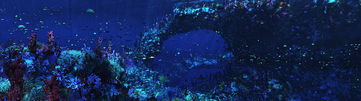 sea floor, multiple display, underwater, fish, coral, blue, nature, HD wallpaper
