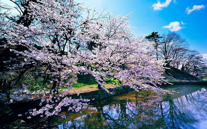 Sakura tree, oriental cherry, water, lake, flowering, trees, spring