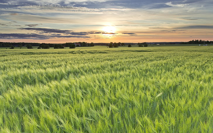 Sweden, barley fields, sun, evening, sunset, green grass-field, HD wallpaper