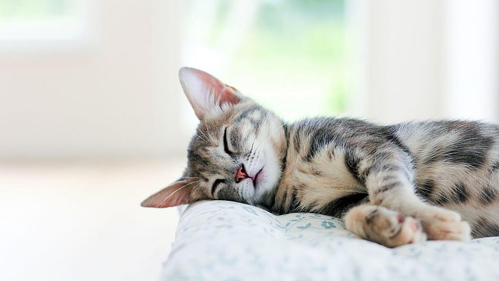 cute, cats, sleep, HD wallpaper