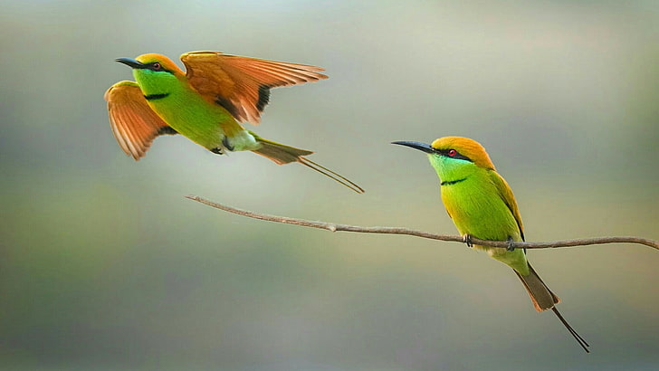 birds, green bee-eater, beak, bee eater, wildlife, twig, wing