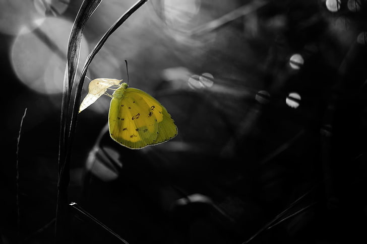 photography, nature, macro, butterfly, leaves, bokeh, depth of field