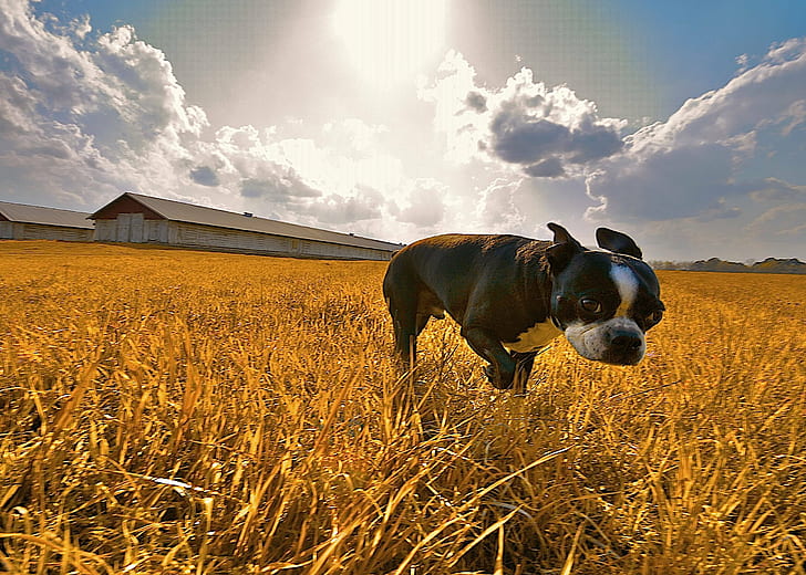small shorted coated black dog on field, heavenly, bandit, sky