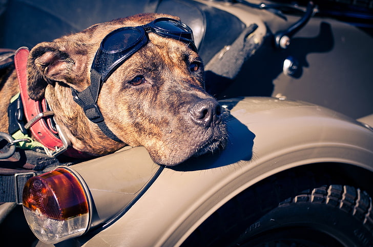 adult brindle American pit bull terrier, dog, look, amstaff, glasses