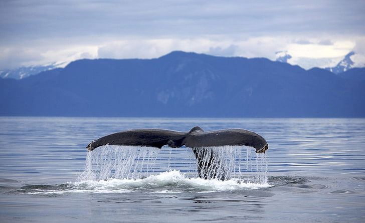 Alaska Frederick Sound Humpback Whale..., whale tail, Animals