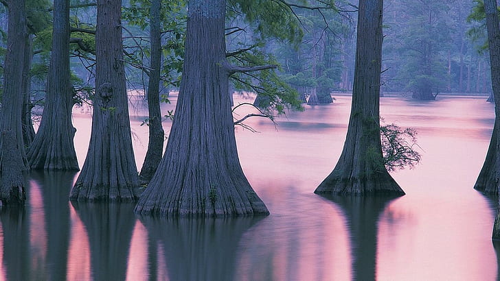 Cypress Trees Illinois, reflection, mist, lake, nature and landscapes