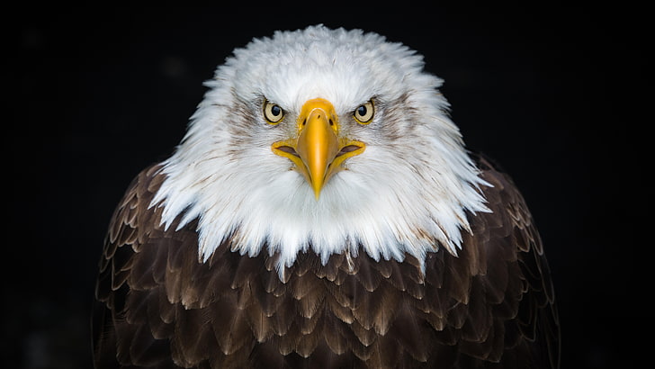 bald eagle, 8k, close up, bird of prey, 8k uhd, wildlife, beak