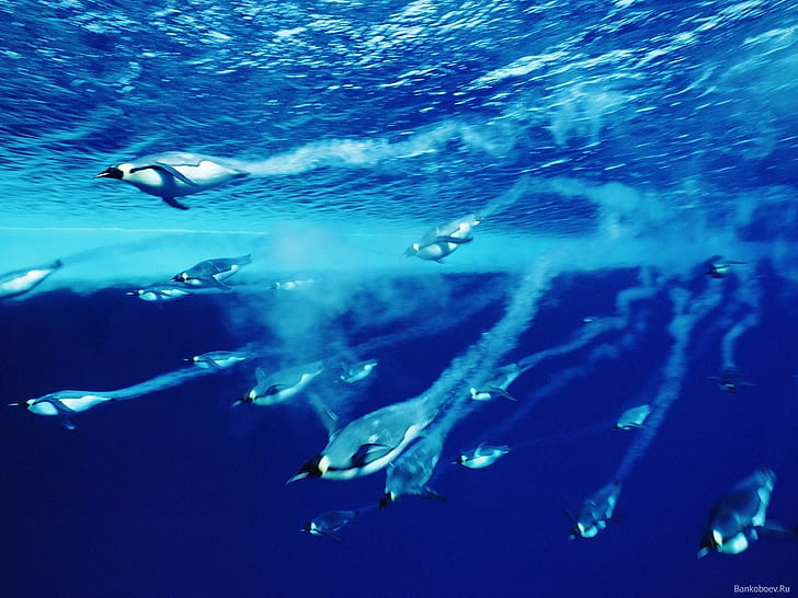 sea, underwater, penguins, blue, animals, wildlife, HD wallpaper