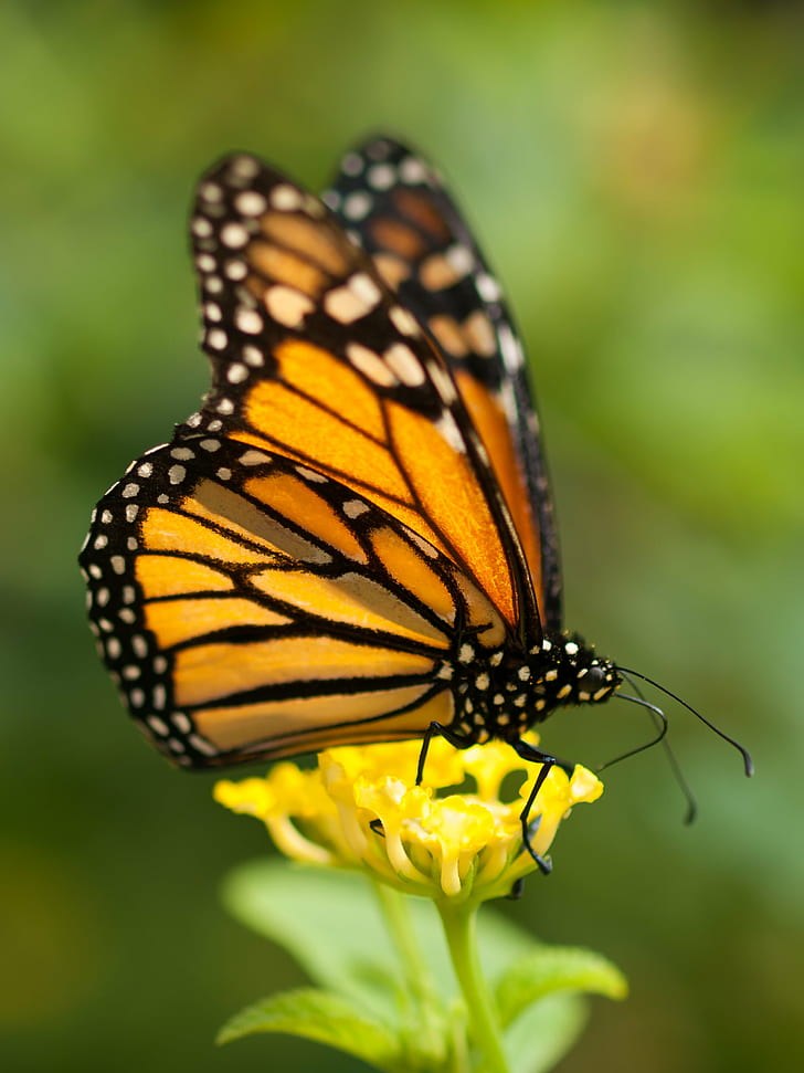 female Monarch Butterfly on yellow flower, monarch butterfly, HD wallpaper