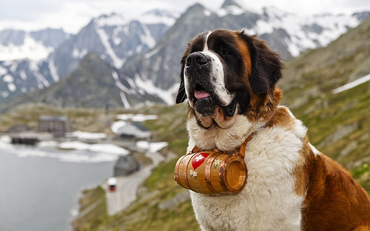 tricolor Saint Bernard, dog, muzzle, barrel, mountain, nature, HD wallpaper