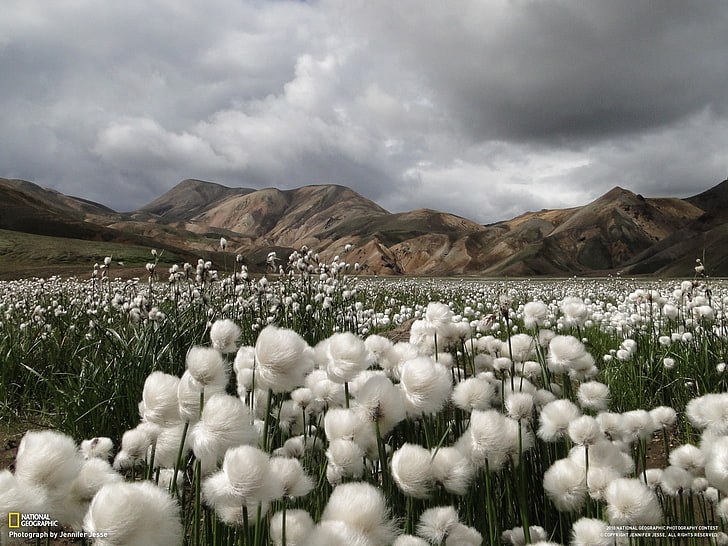 National Geographic, landscape, mountains, Iceland, field, white flowers