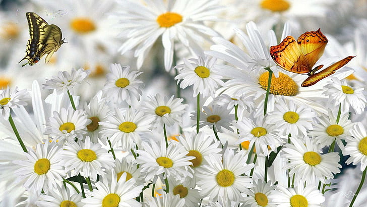 Abundance Of Daisies, white-and-brown flowers, spring, firefox persona