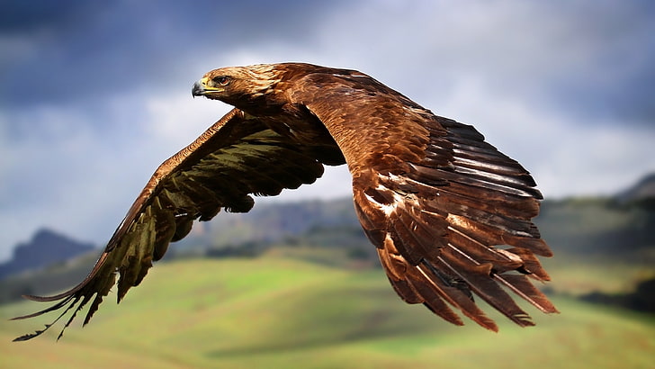 eagle, nature, blurred, birds, wildlife, bird of prey, animal, HD wallpaper
