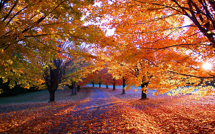 orange leaves tree, nature, fall, park, trees, path, sunlight