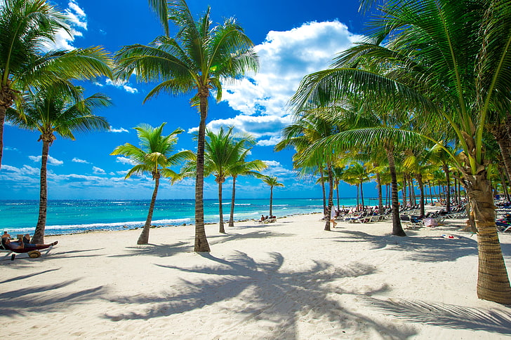green and brown coconut tree, sand, sea, beach, the sky, the sun, HD wallpaper