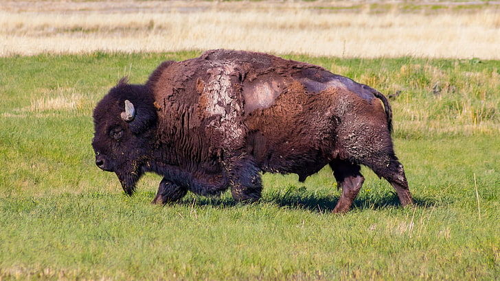 Antelope Island, bison, buffalo, field, grass, animal themes, HD wallpaper
