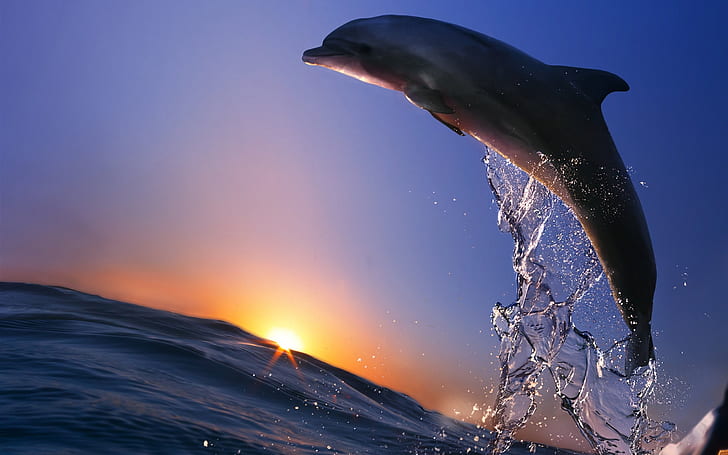 Dolphin jump, ocean, sea, spray, sunset, HD wallpaper