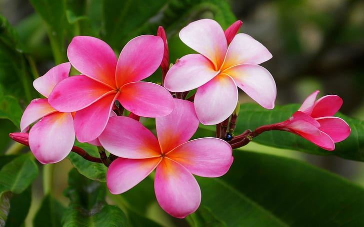 Hawaiian flowers 1080P, 2K, 4K, 5K HD wallpapers free download | Wallpaper  Flare
